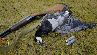 Какая ответственность за браконьерство по статье УК РФ?